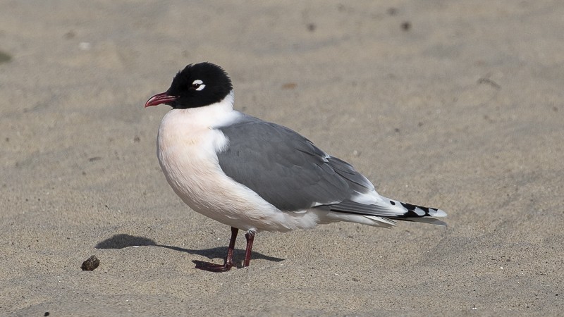 Franklin's Gull - ML330611281