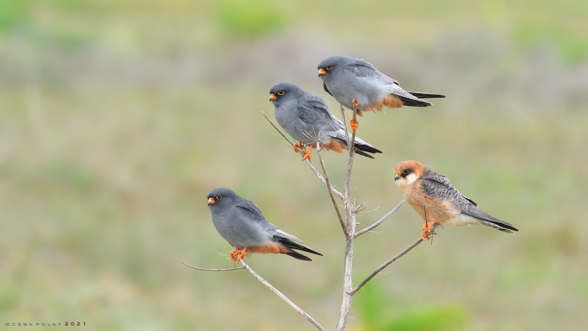 Red-footed Falcon - Cenk Polat