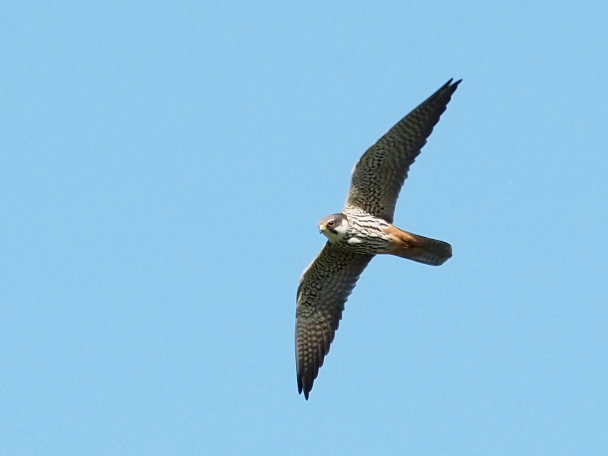 Eurasian Hobby - ML330612141