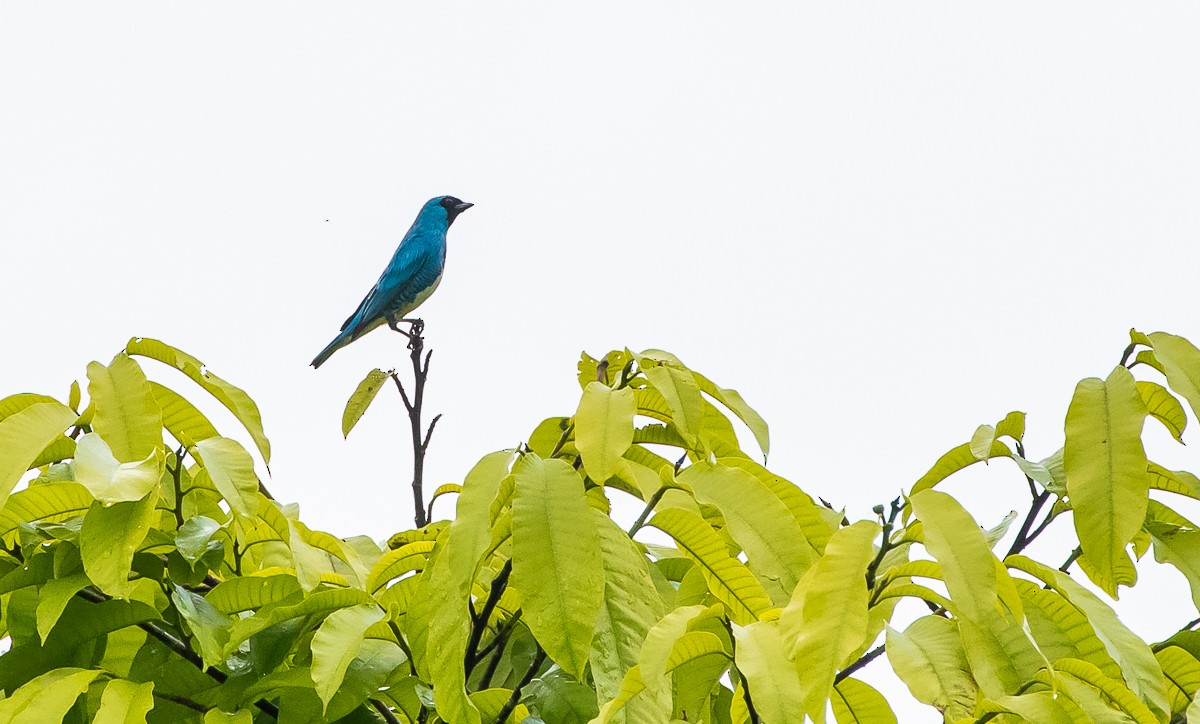 Swallow Tanager - David Monroy Rengifo