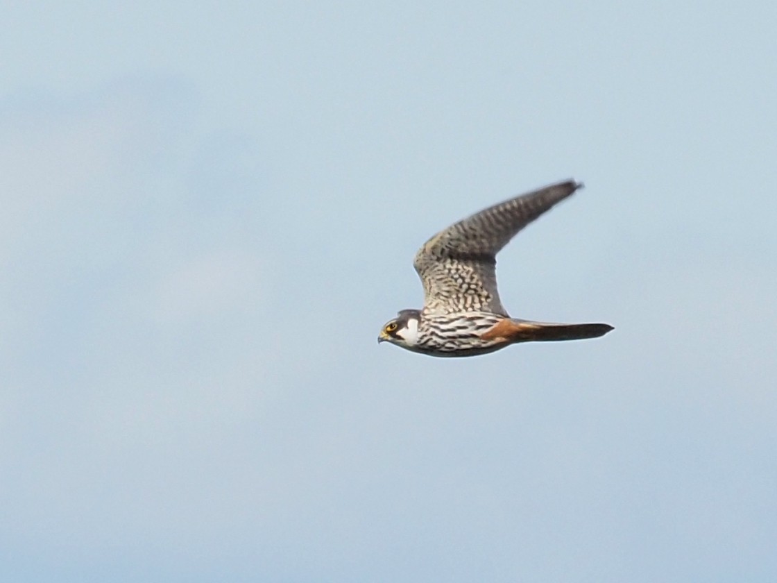 Eurasian Hobby - ML330612811