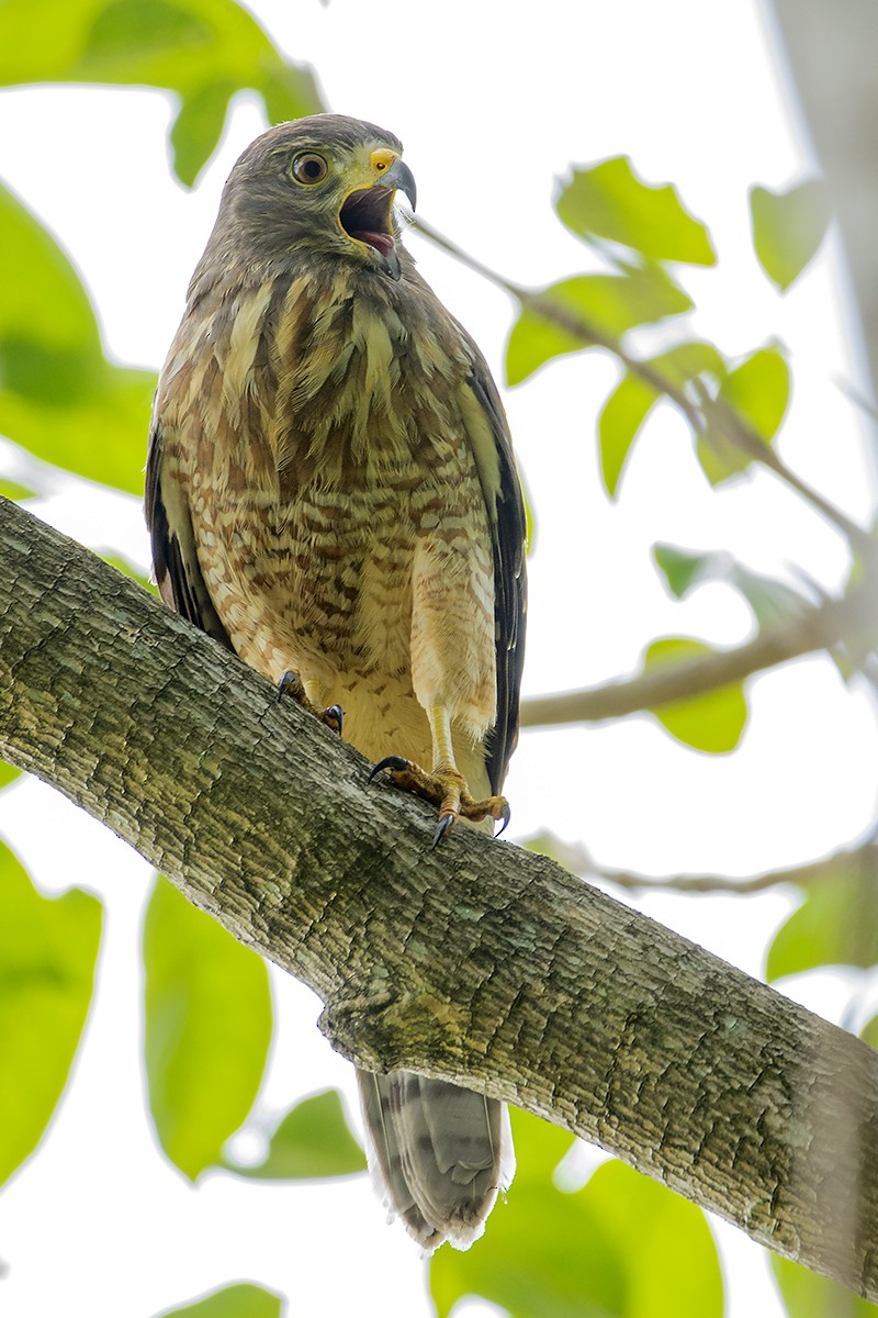 Roadside Hawk - ML330614771