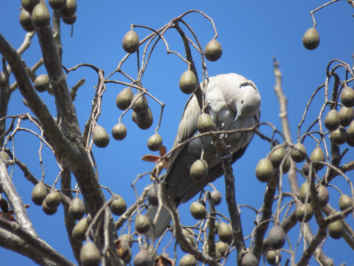 Eurasian Collared-Dove - Norman Espinoza