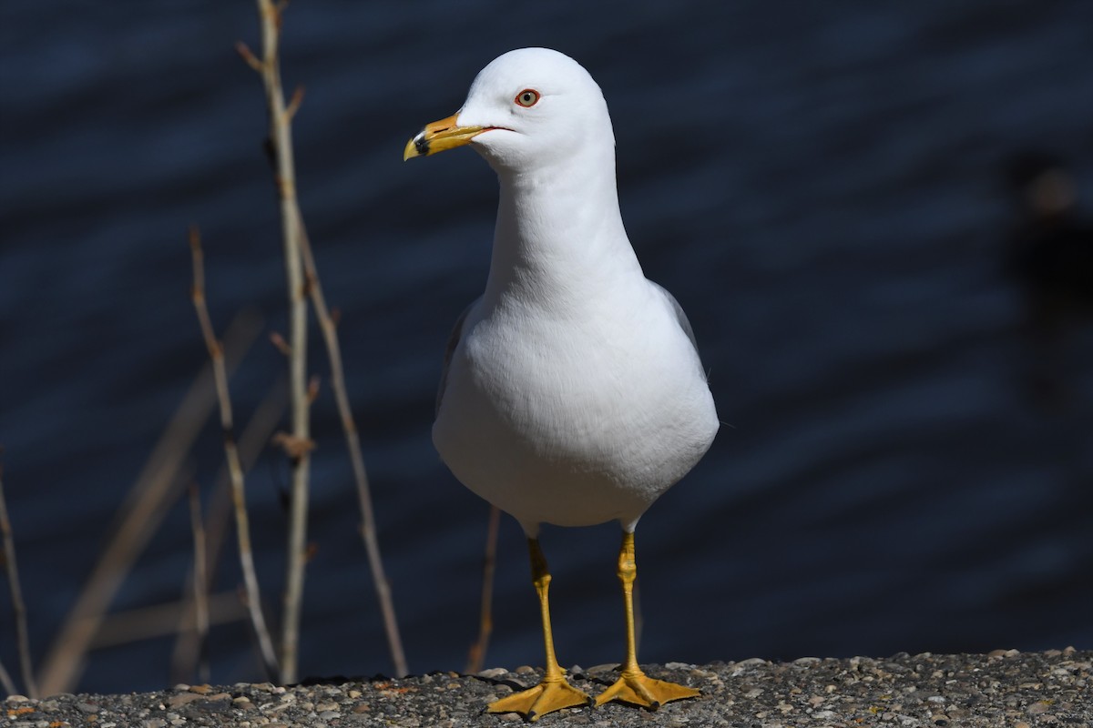 Gaviota de Delaware - ML330615141