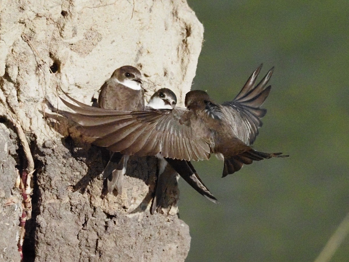 Bank Swallow - Kostyantyn Grinchenko