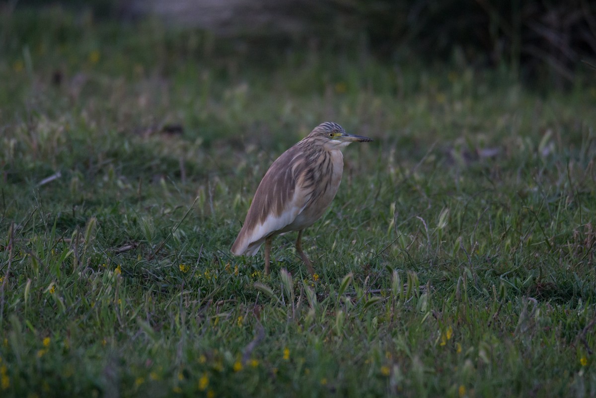 Squacco Heron - Toni Pons