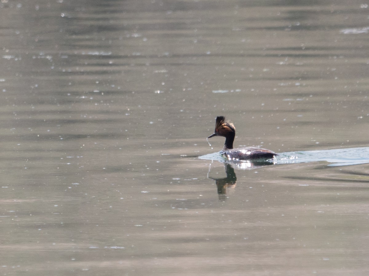 Eared Grebe - ML330619951