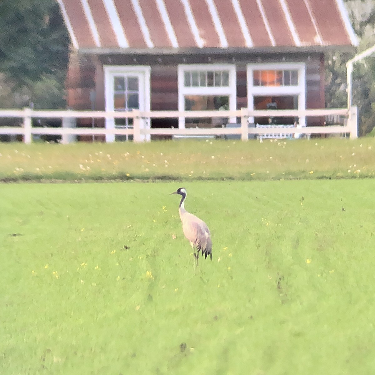 Common Crane - ML330620141