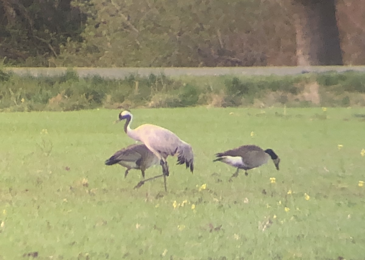 Common Crane - ML330620151