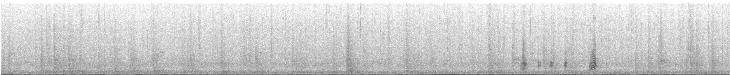 Африканский широкорот (glaucurus) - ML330620711