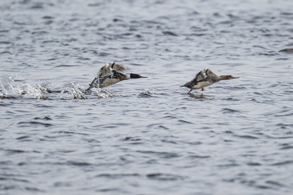 Red-breasted Merganser - ML330621271