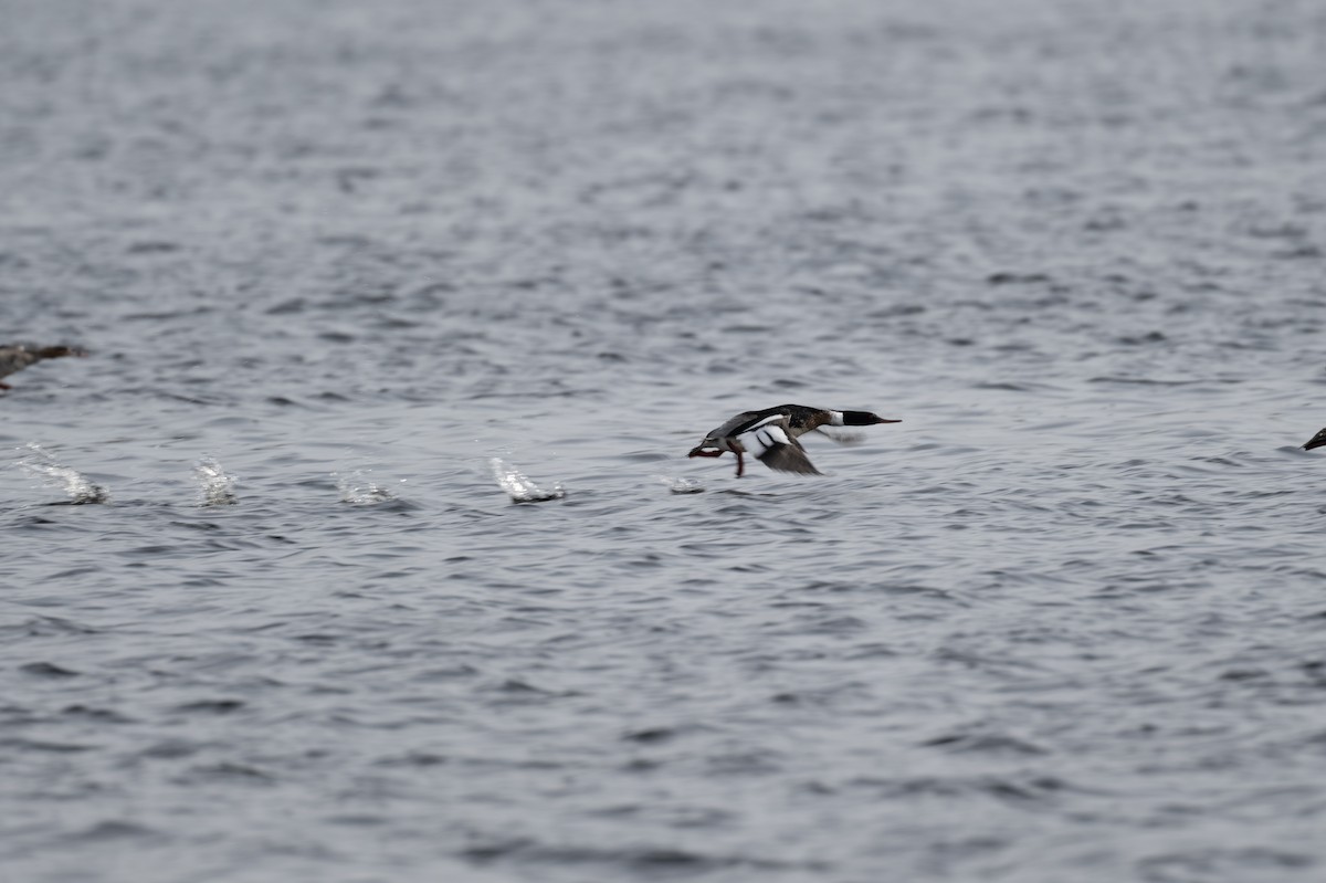 Red-breasted Merganser - ML330621291