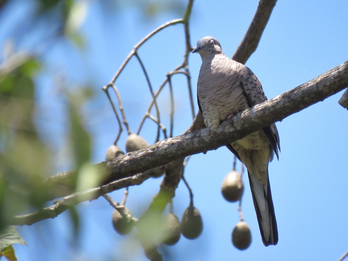 Inca Dove - ML330621481