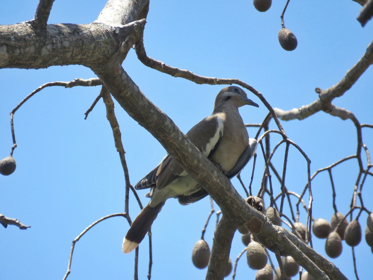 White-winged Dove - Norman Espinoza