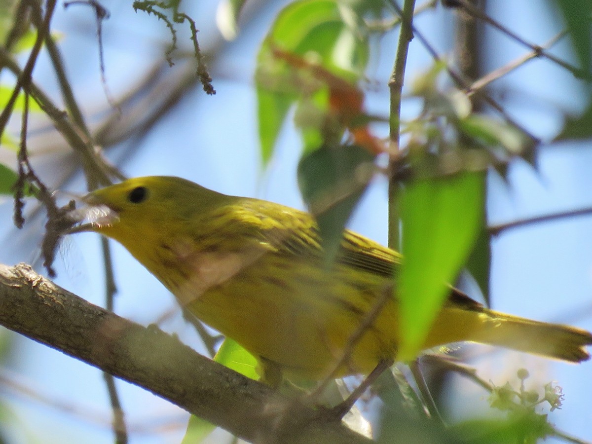 Yellow Warbler (Northern) - Norman Espinoza