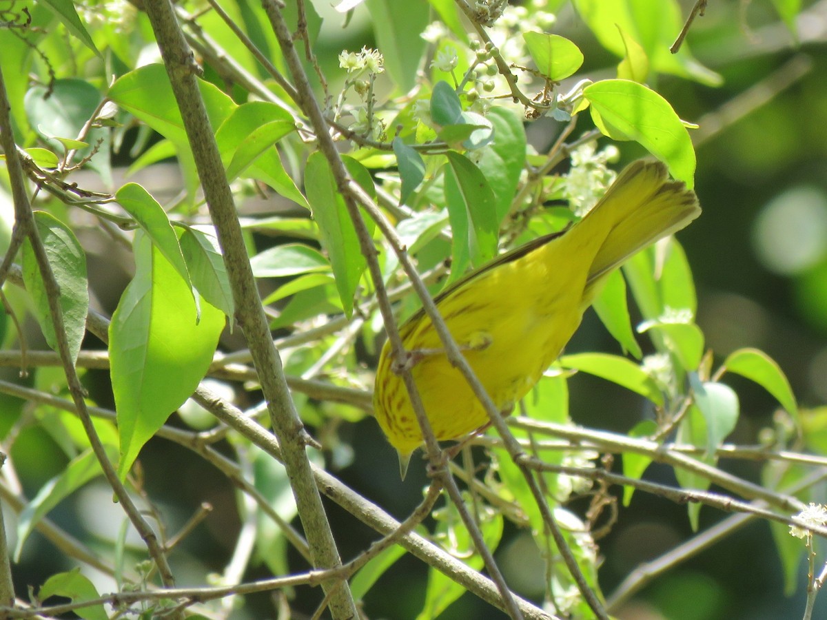 Yellow Warbler (Northern) - Norman Espinoza