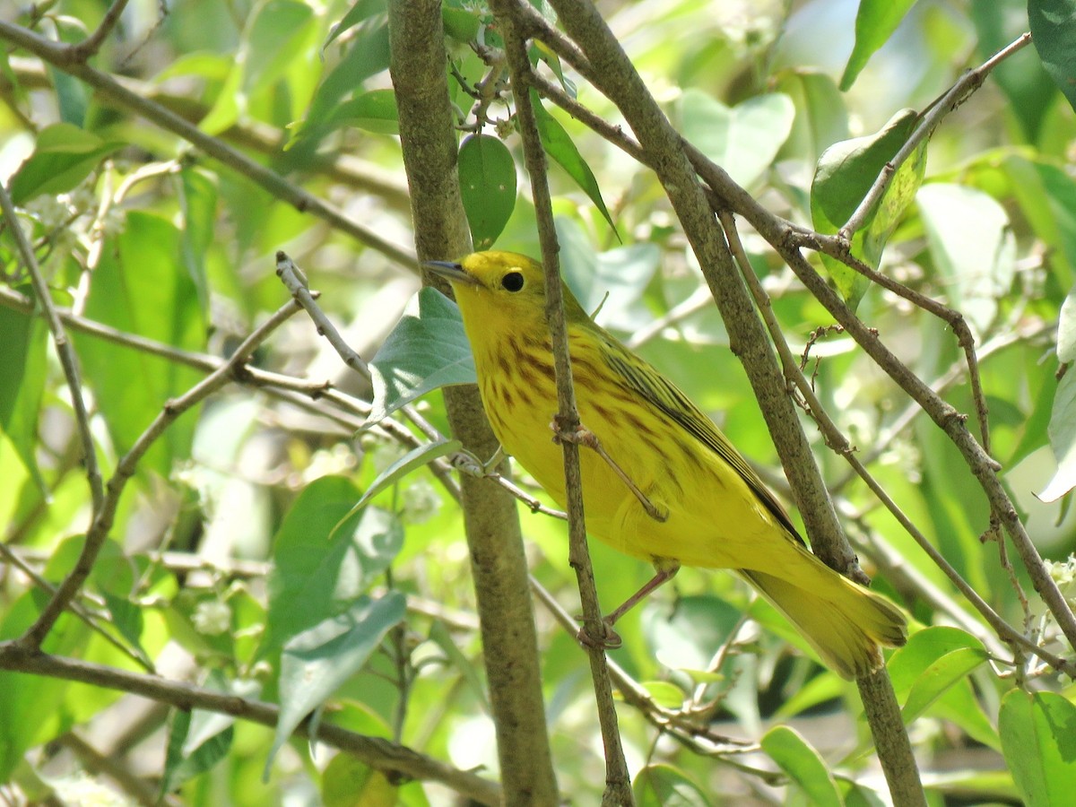Yellow Warbler (Northern) - Norman Espinoza