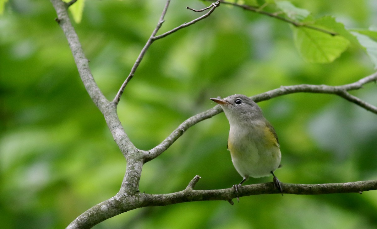 American Redstart - ML33062311