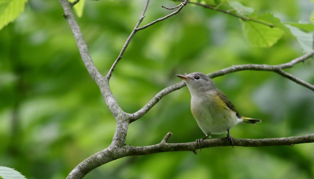 American Redstart - ML33062341