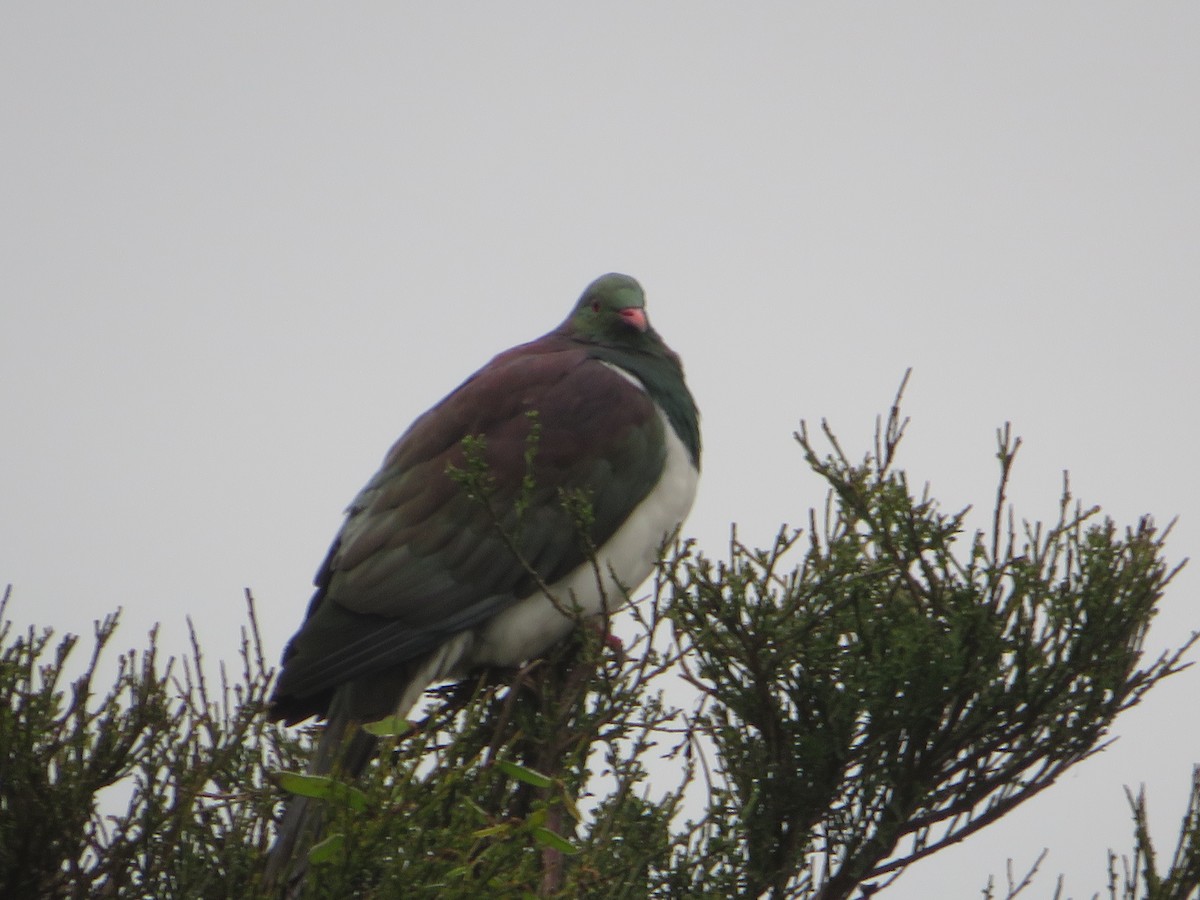 New Zealand Pigeon - Owen Robertson