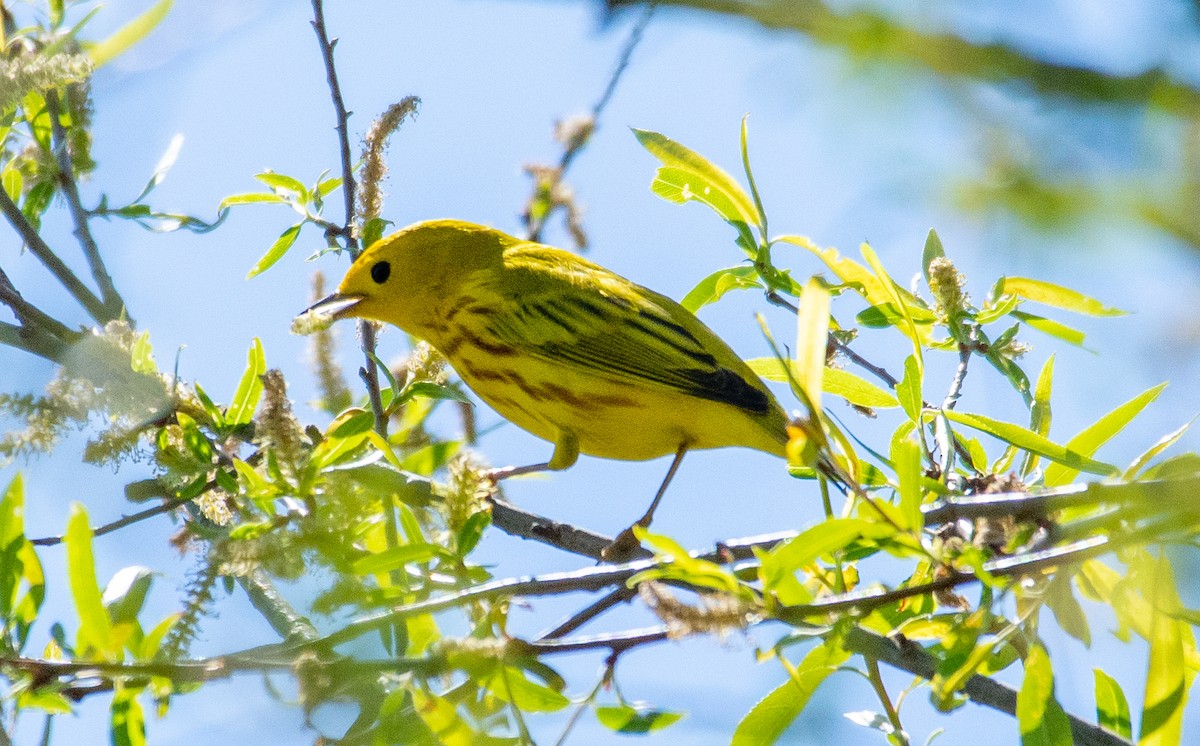 Yellow Warbler - ML330623881