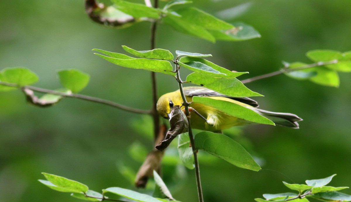 Blue-winged Warbler - ML33062451