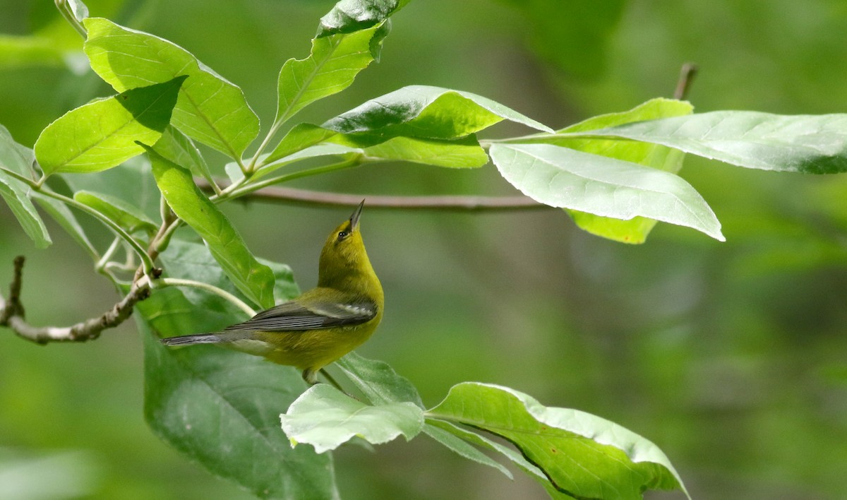 Blue-winged Warbler - ML33062471