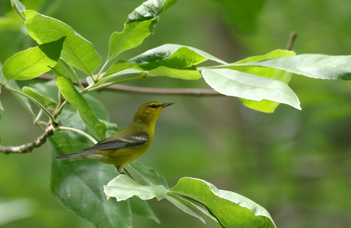 Blue-winged Warbler - ML33062481