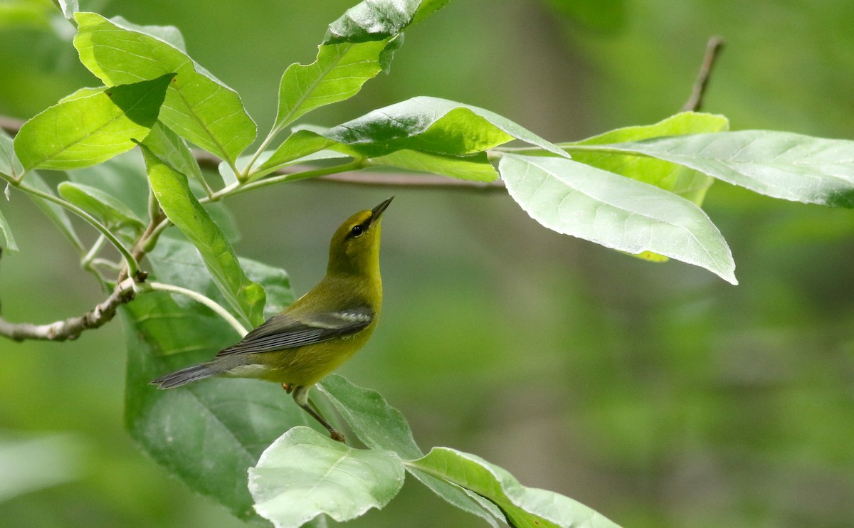 Blue-winged Warbler - ML33062511