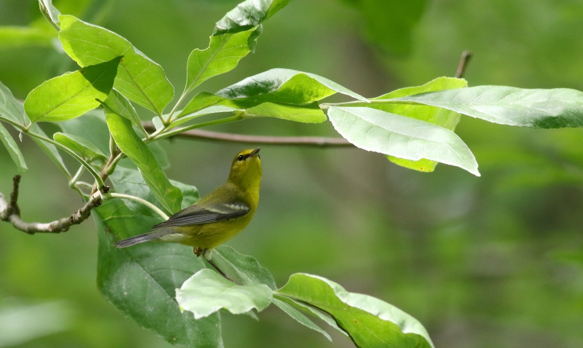 Blue-winged Warbler - ML33062541