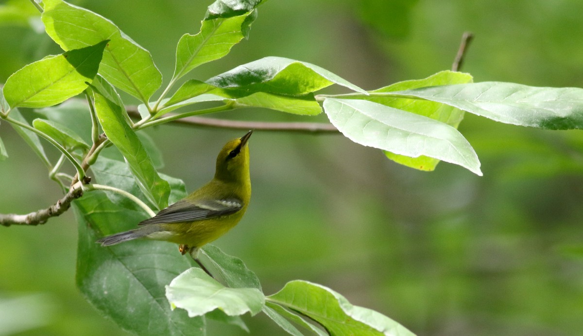 Blue-winged Warbler - Jay McGowan