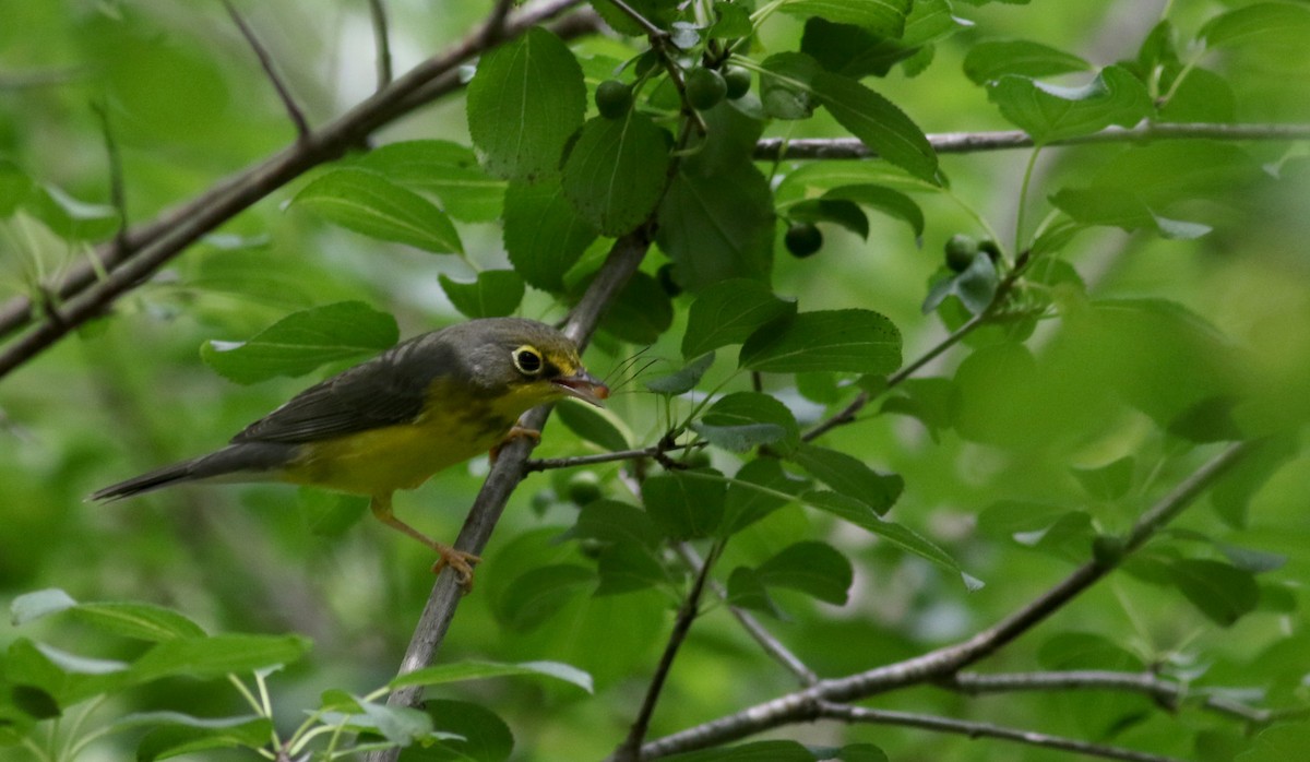 Canada Warbler - ML33062631