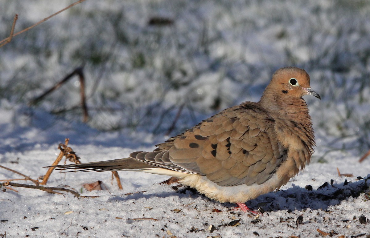 Mourning Dove - ML330626781