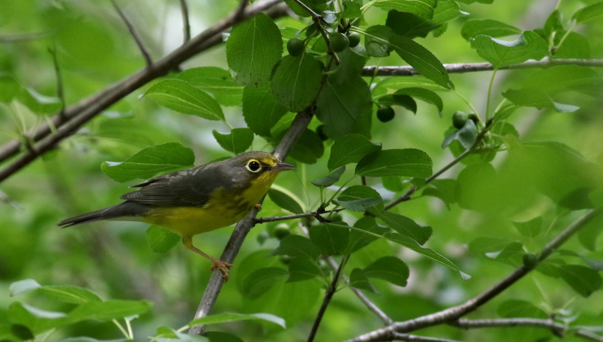 Canada Warbler - ML33062681