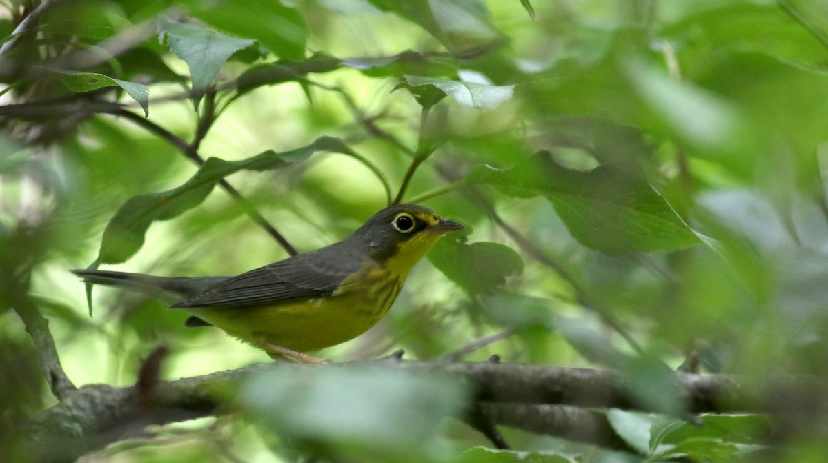 Canada Warbler - ML33062771