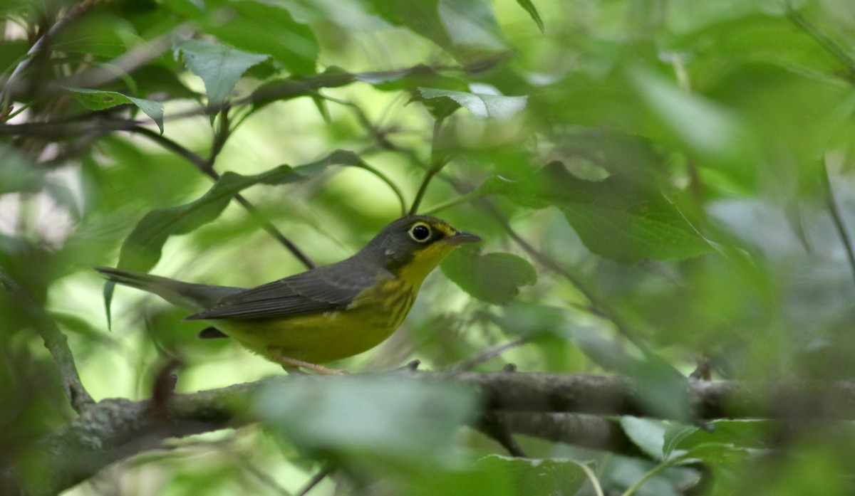 Canada Warbler - Jay McGowan