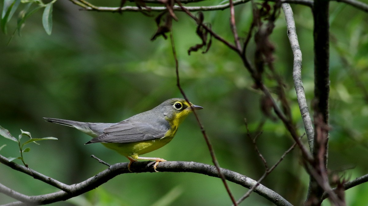 Canada Warbler - ML33062791