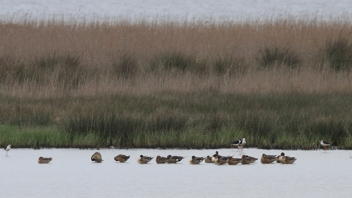 Northern Pintail - ML330628181