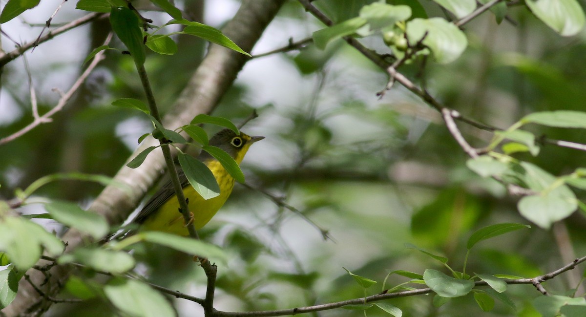 Canada Warbler - ML33062821