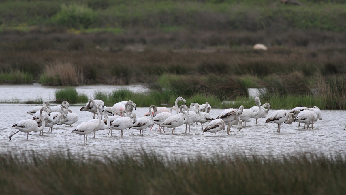 Greater Flamingo - ML330628211