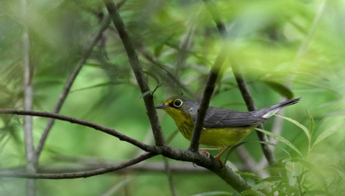 Canada Warbler - ML33062831