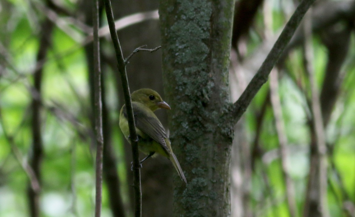 Scarlet Tanager - ML33062901