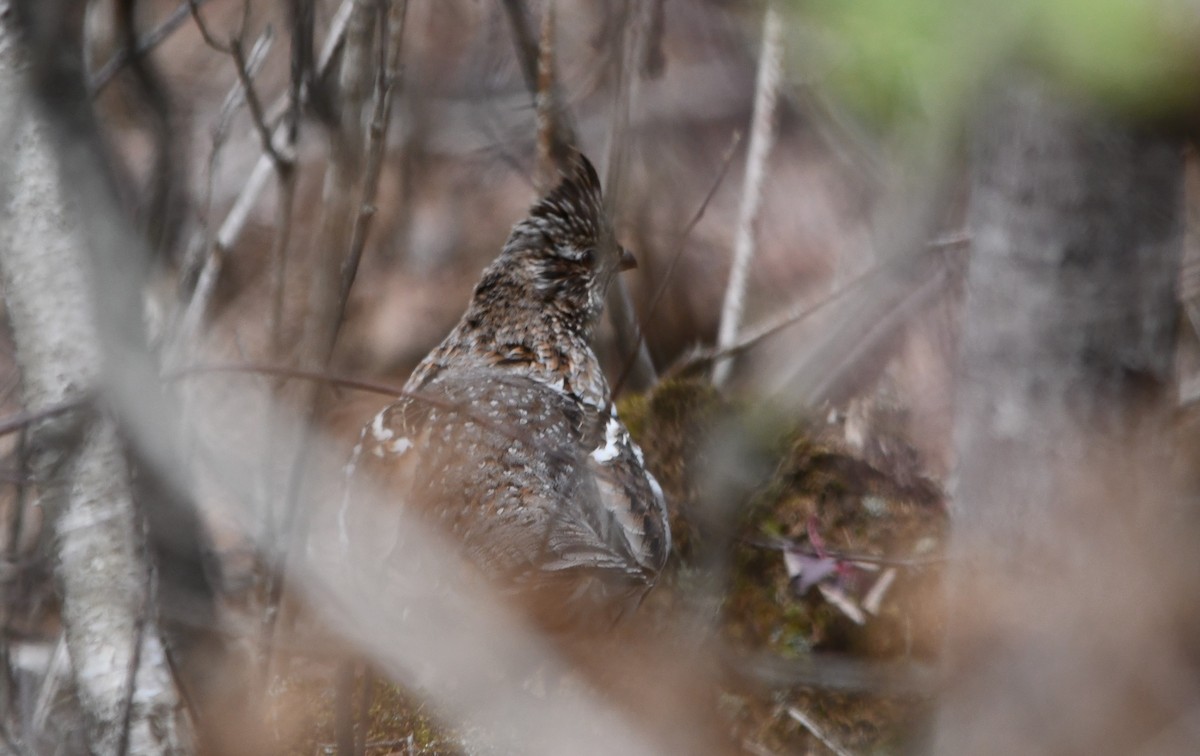 Ruffed Grouse - ML330634511