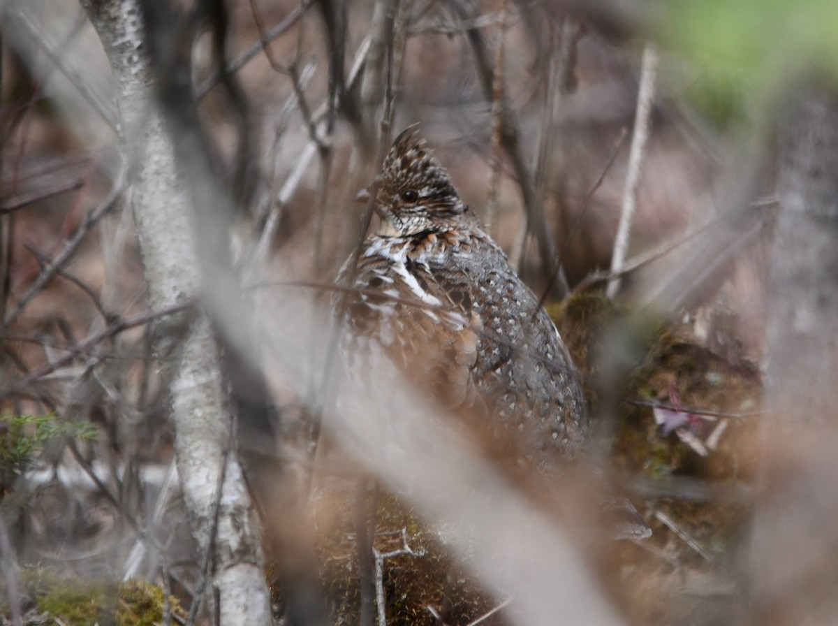 Ruffed Grouse - ML330634541