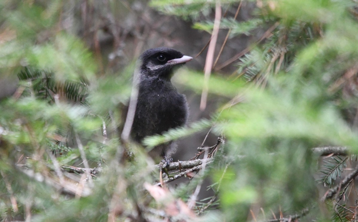 Canada Jay - ML330635201