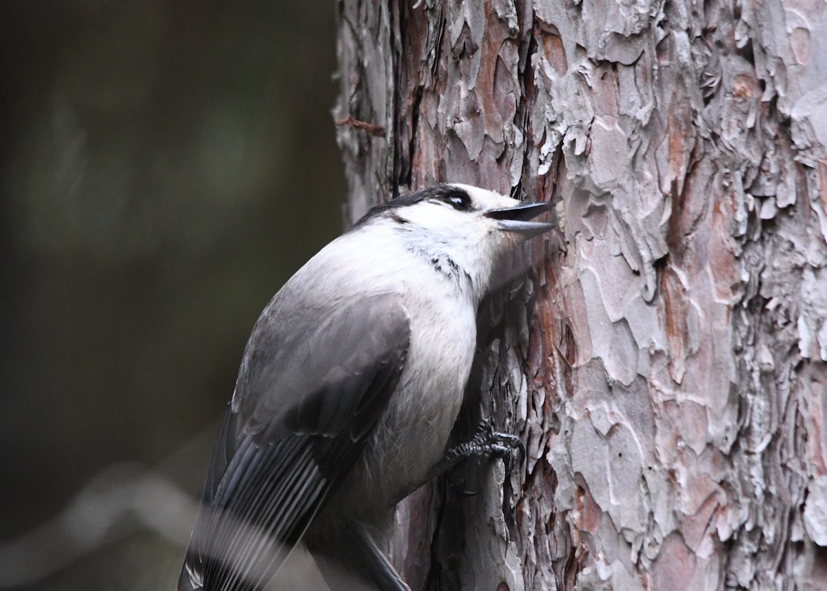 Canada Jay - ML330635211