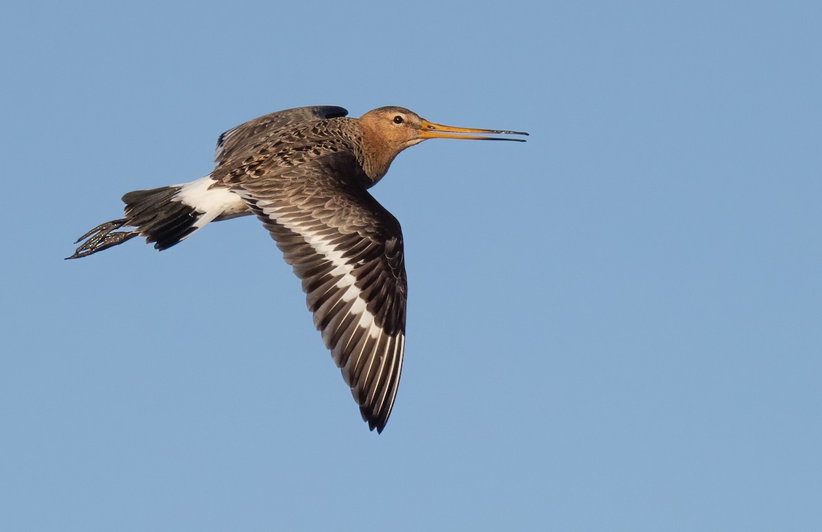 Black-tailed Godwit - Lars Petersson | My World of Bird Photography