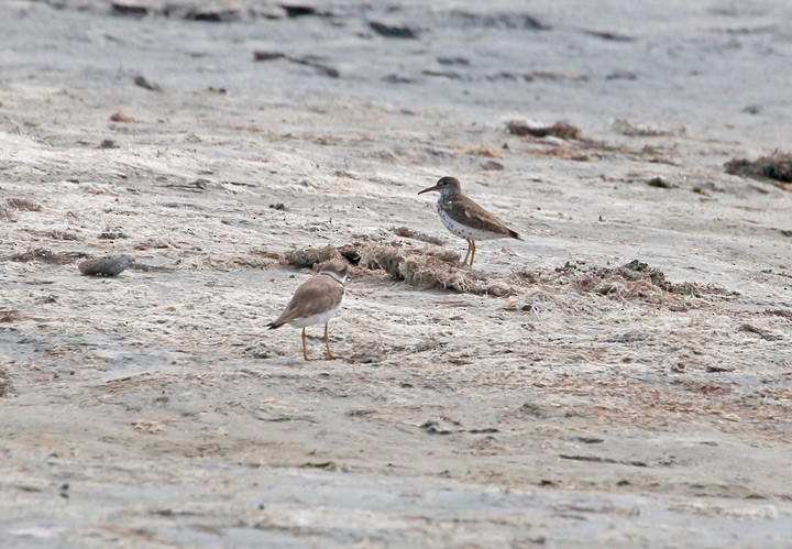 Spotted Sandpiper - ML33063631