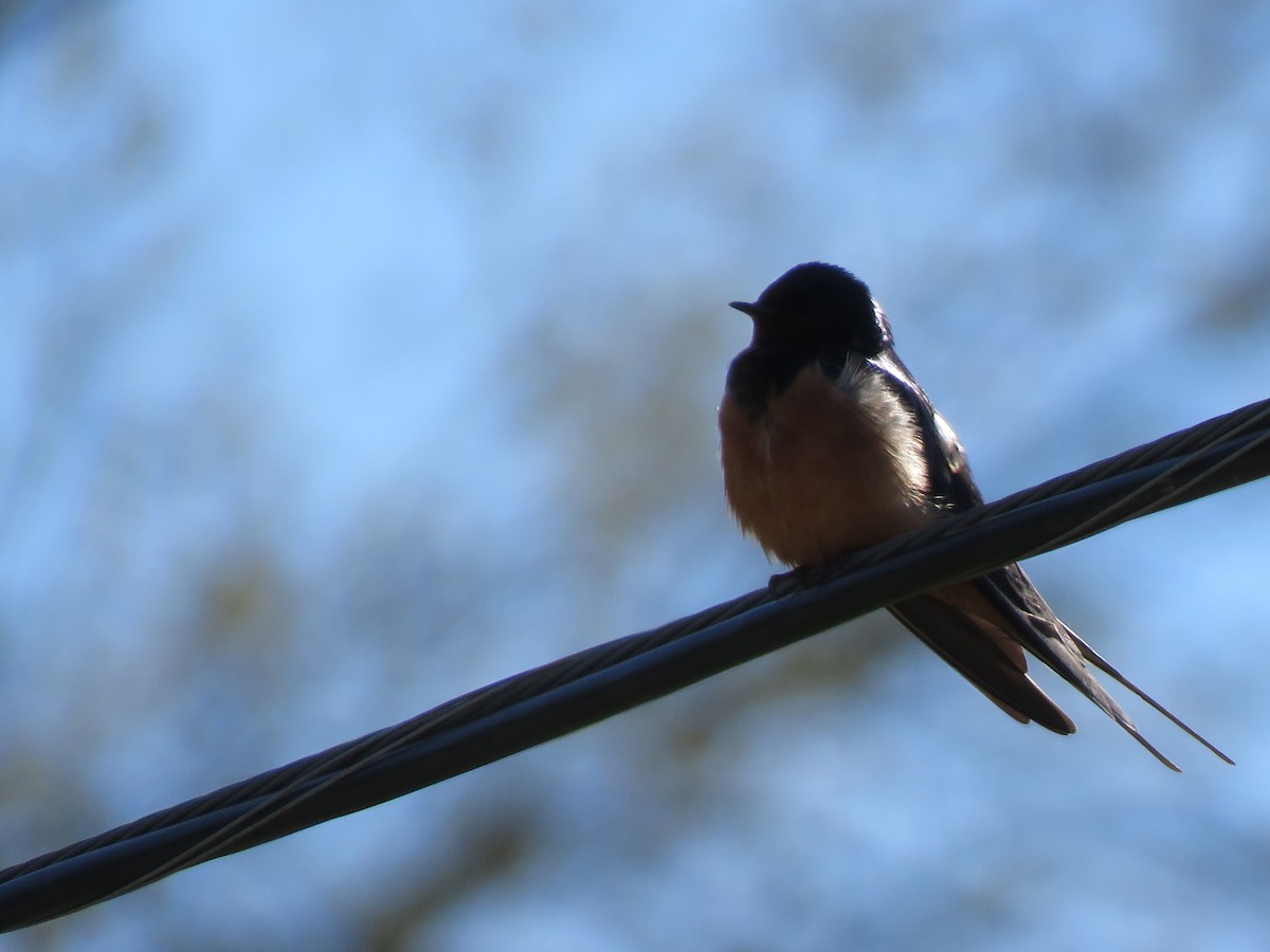 låvesvale - ML330636691