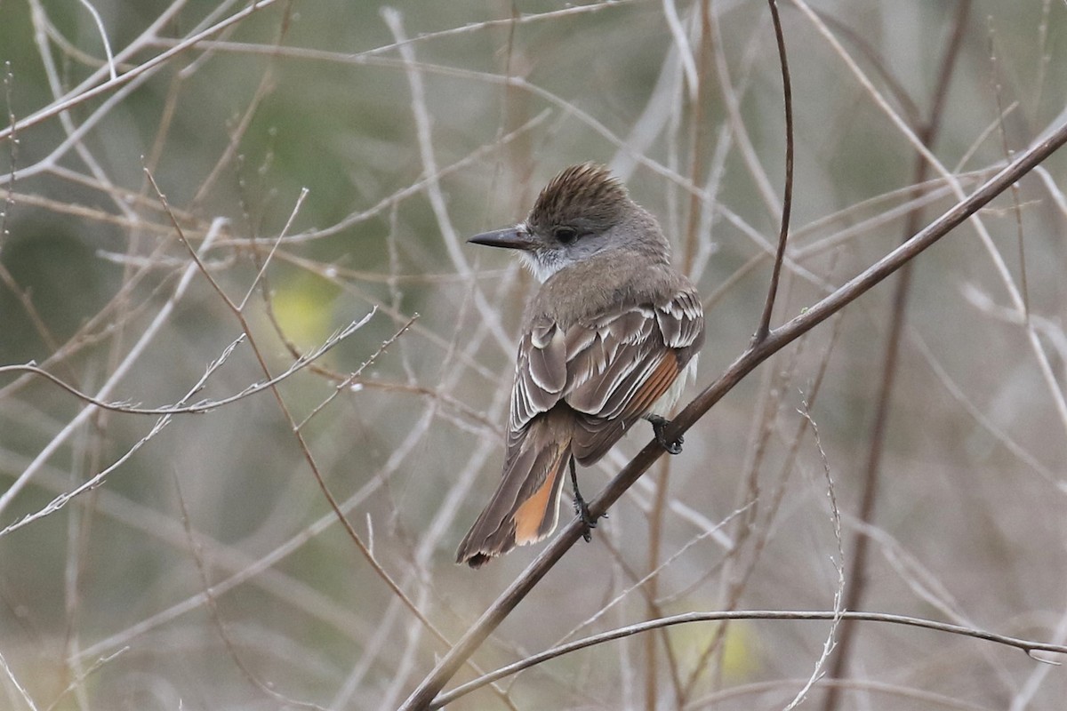 Ash-throated Flycatcher - Tom Fangrow